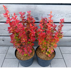 Dráč thunbergov (Berberis thunbergii) ´ORANGE SUNRISE®´ - výška 30-40 cm, kont. C2L